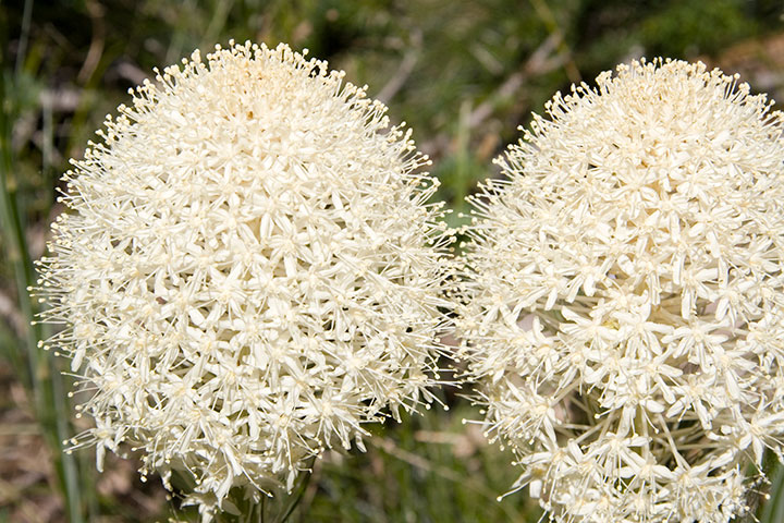 Beargrass photo by Chandler O'Leary