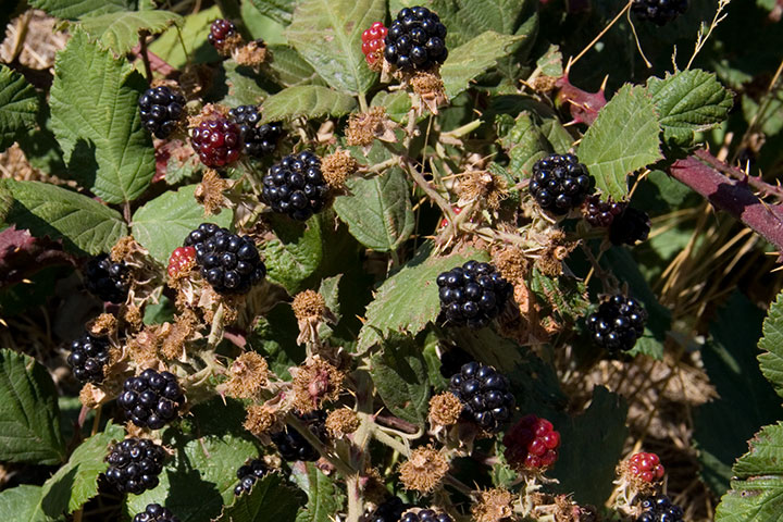 Blackberries photo by Chandler O'Leary