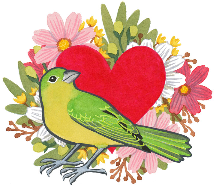 Painted Bunting illustration by Chandler O'Leary