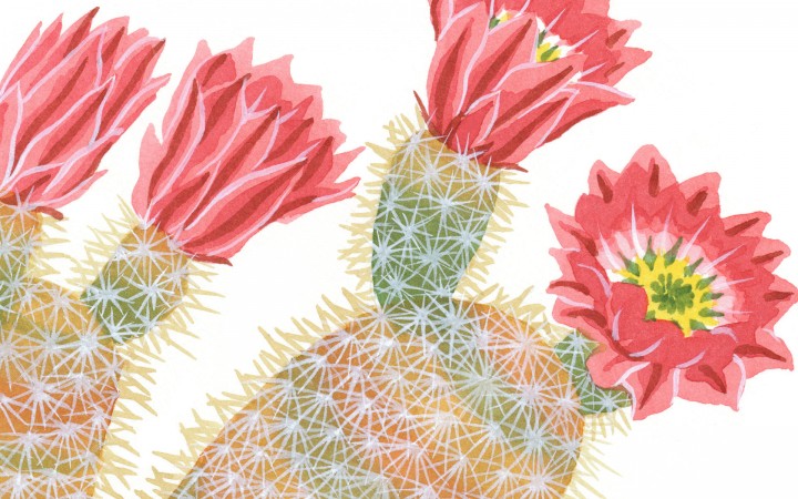Rainbow cactus illustration by Chandler O'Leary