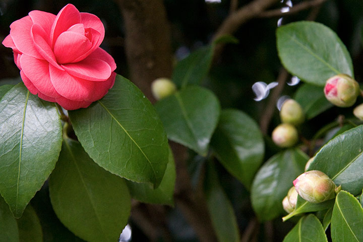 Camellia photo by Chandler O'Leary