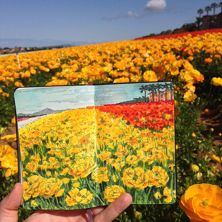 Ranunculus field sketchbook illustration by Chandler O'Leary