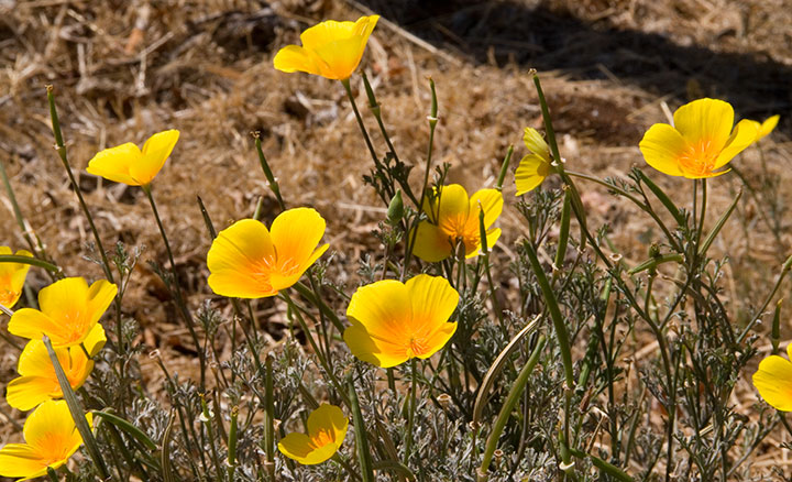 California poppies photo by Chandler O'Leary