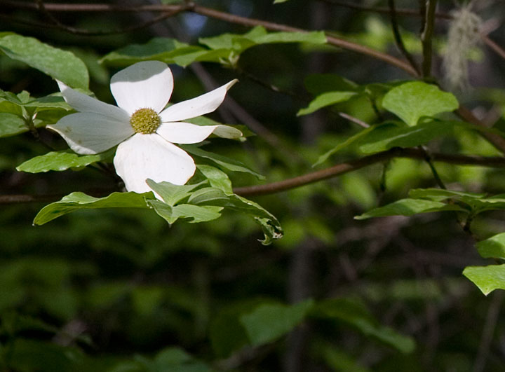 Dogwood photo by Chandler O'Leary