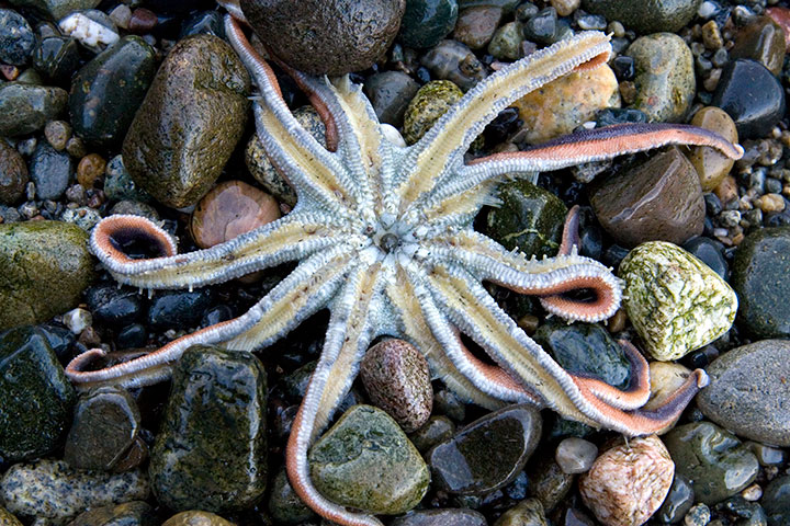 Sea star photo by Chandler O'Leary