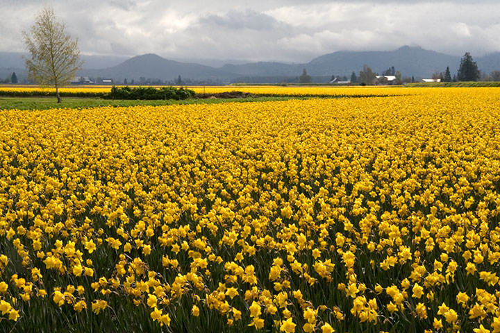 Skagit Valley daffodils photo by Chandler O'Leary