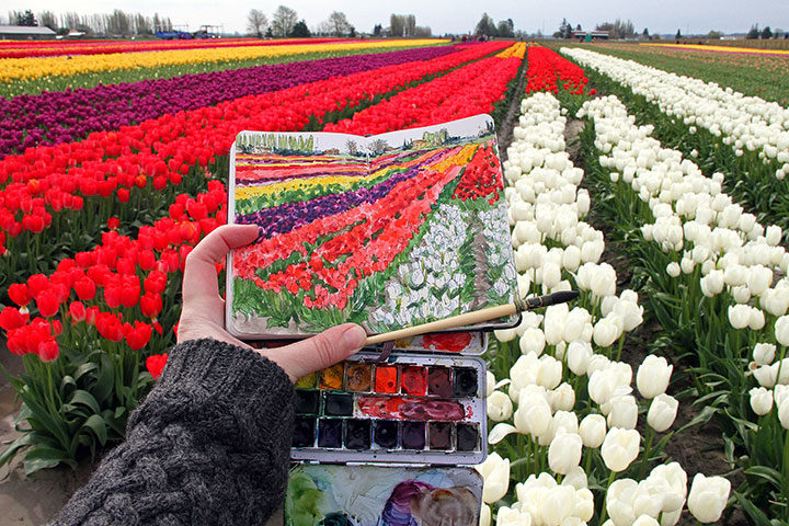 Skagit Valley tulips sketchbook illustration by Chandler O'Leary