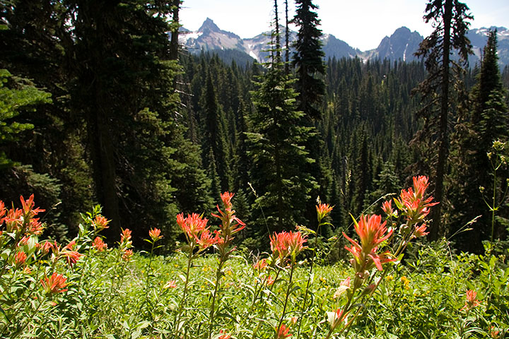 Mt. Rainier wildflowers photo by Chandler O'Leary