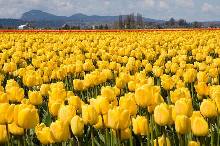 Skagit Valley tulips photo by Chandler O'Leary