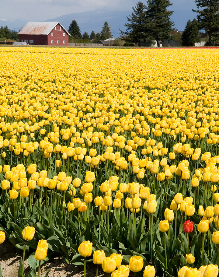 Skagit Valley tulips photo by Chandler O'Leary