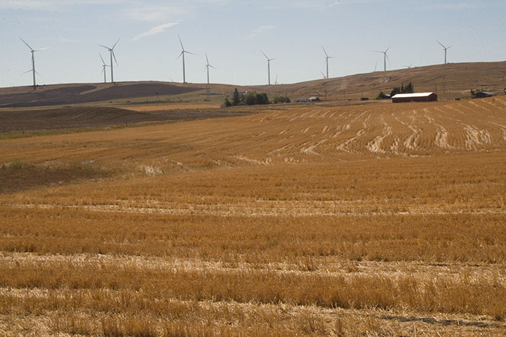 Wheat field photo by Chandler O'Leary