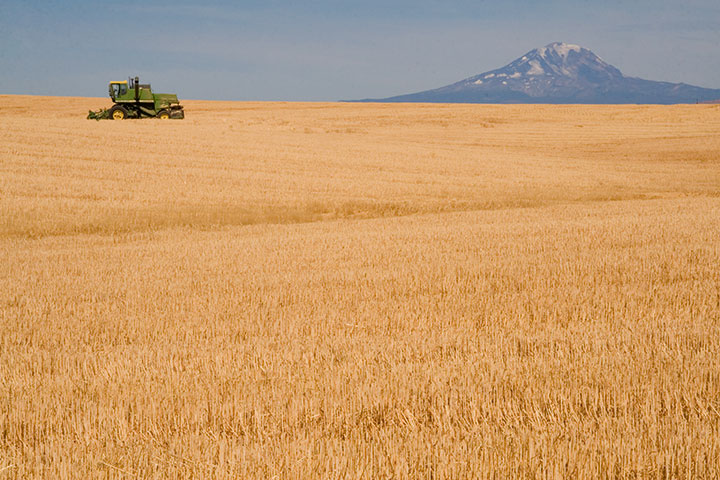 Wheat field and Mt. Adams photo by Chandler O'Leary