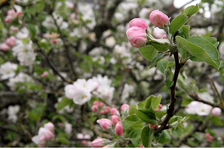Apple blossom photo by Chandler O'Leary