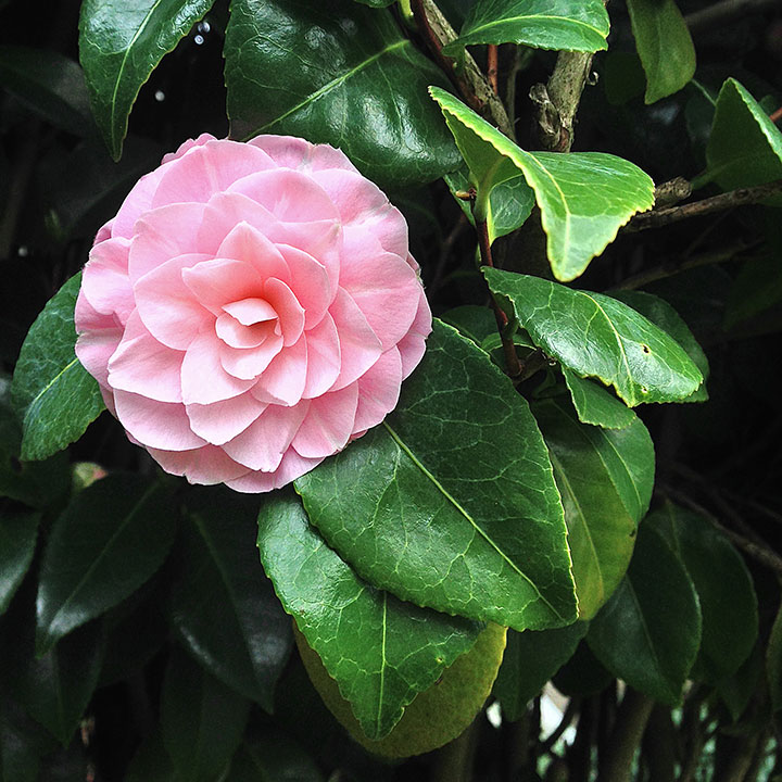 Camellia blossom photo by Chandler O'Leary