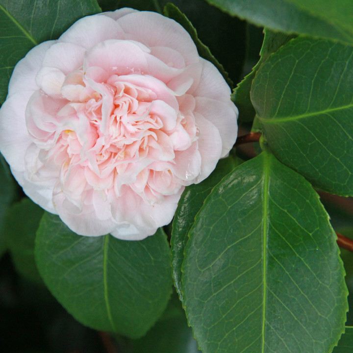 Camellia photo by Chandler O'Leary