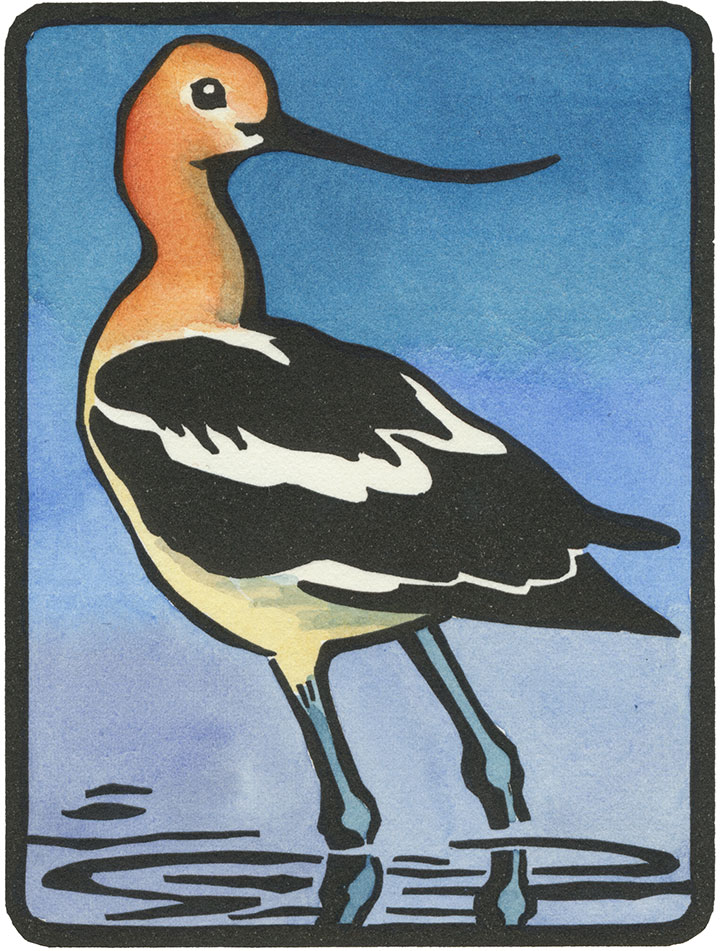 American Avocet illustration by Chandler O'Leary