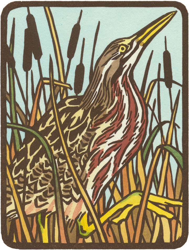 American Bittern illustration by Chandler O'Leary
