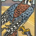 American Kestrel illustration by Chandler O'Leary