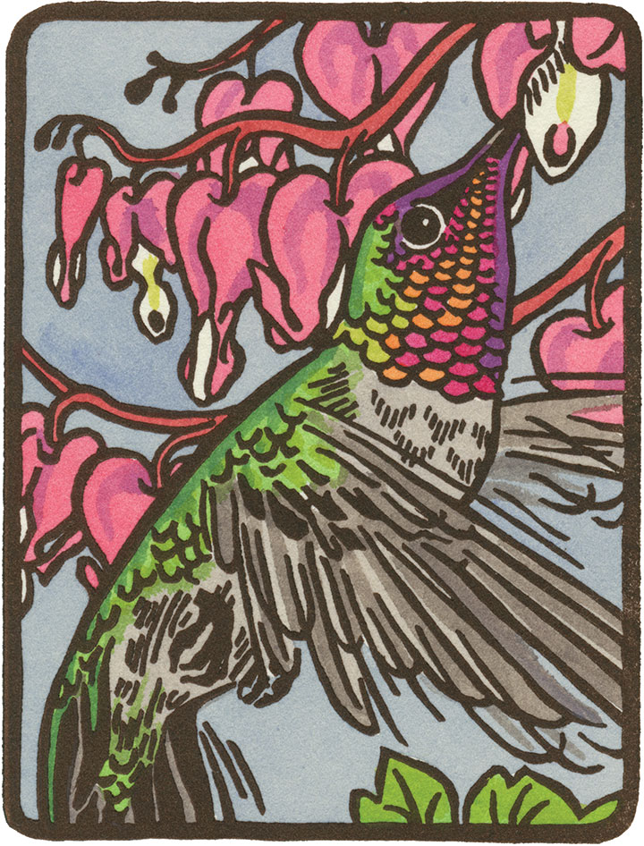 Anna's Hummingbird illustration by Chandler O'Leary