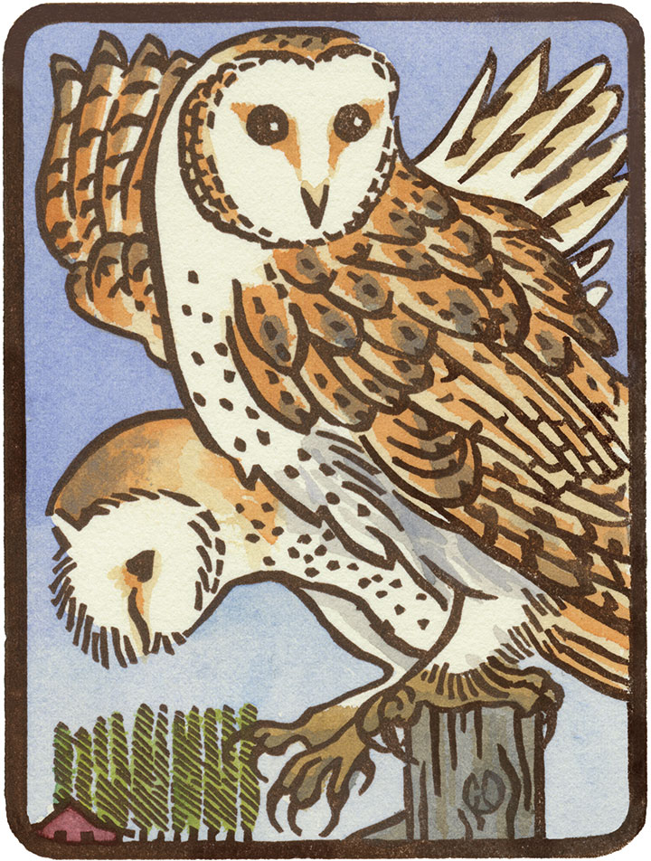 Barn Owl illustration by Chandler O'Leary