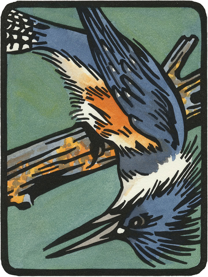 Belted Kingfisher illustration by Chandler O'Leary
