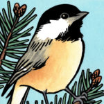 Detail of Black-capped Chickadee illustration by Chandler O'Leary