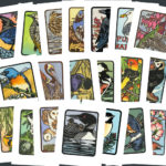 "Flock" series of bird cards illustrated by Chandler O'Leary