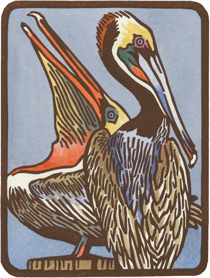Brown Pelican illustration by Chandler O'Leary