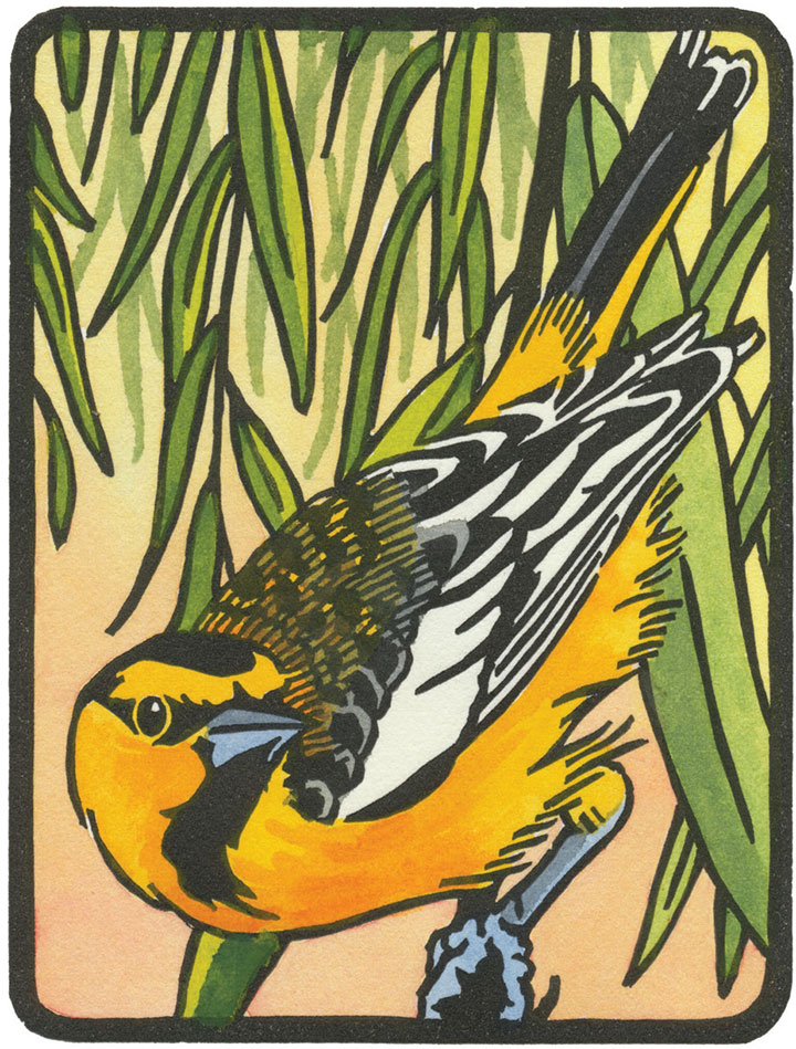 Bullock's Oriole illustration by Chandler O'Leary