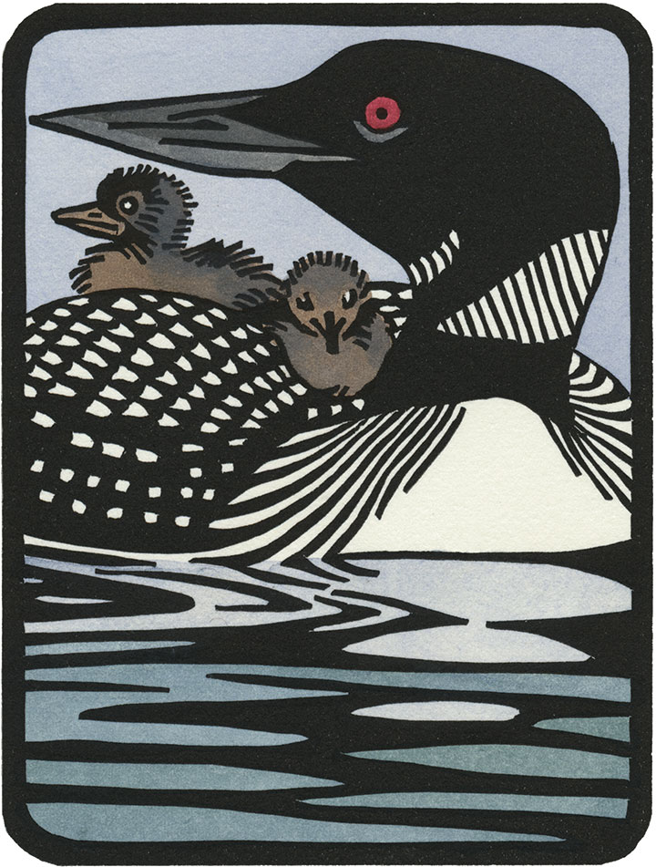 Common Loon illustration by Chandler O'Leary