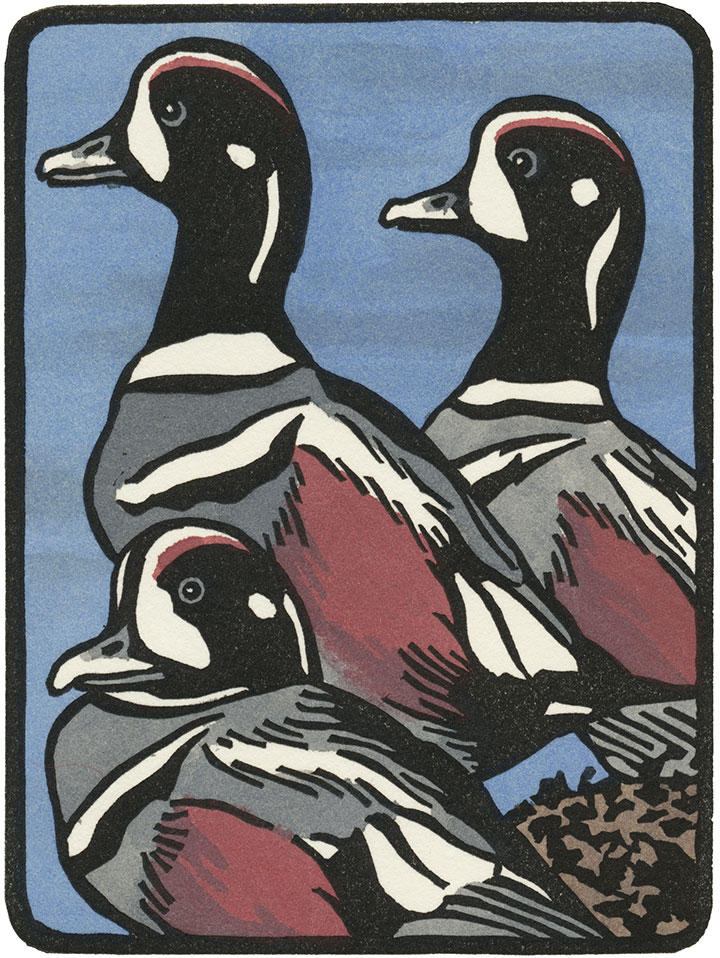 Harlequin Duck illustration by Chandler O'Leary