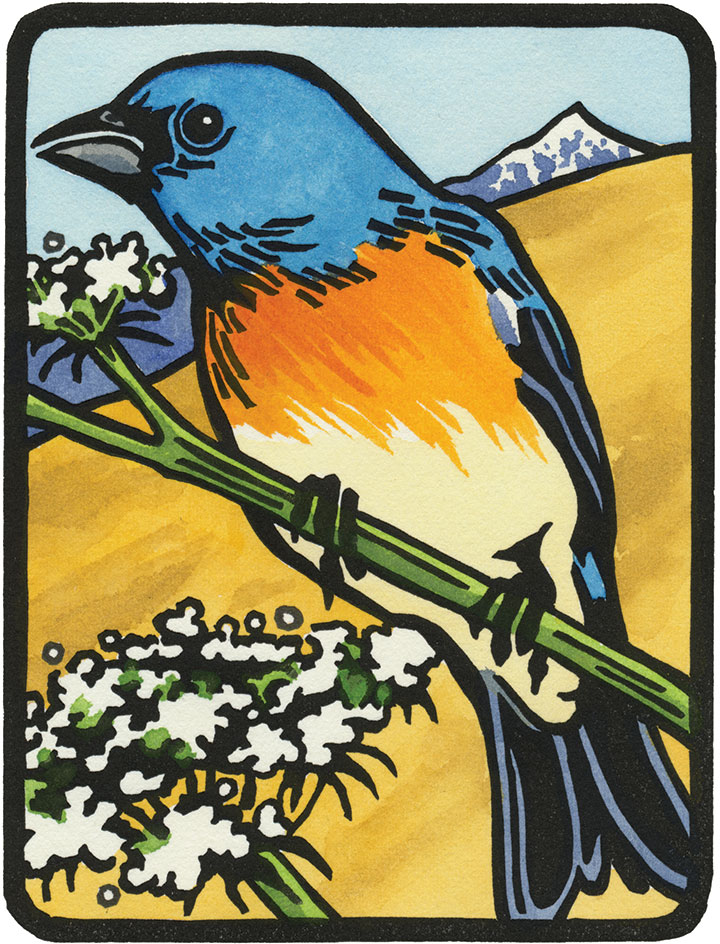Lazuli Bunting illustration by Chandler O'Leary