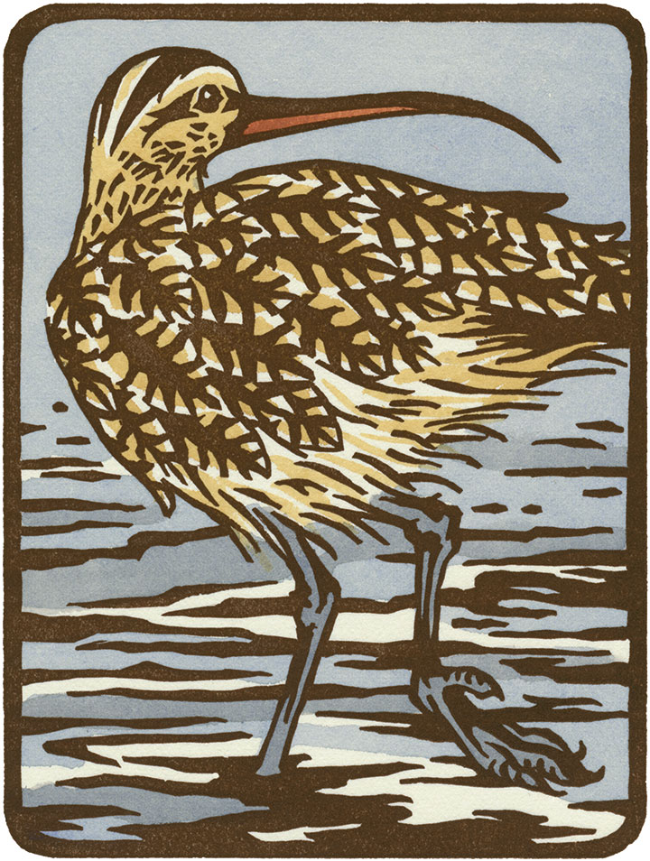 Long-billed Curlew illustration by Chandler O'Leary