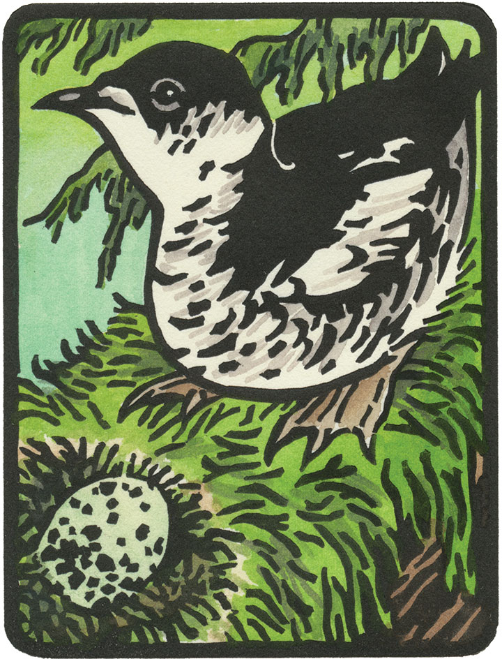 Marbled Murrelet illustration by Chandler O'Leary