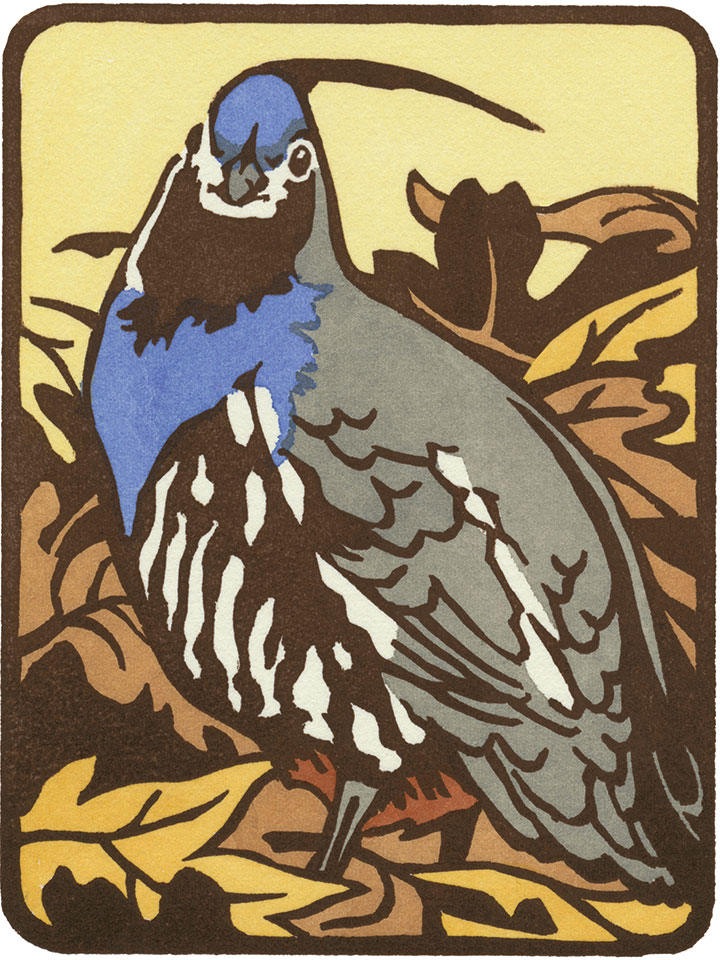Mountain Quail illustration by Chandler O'Leary