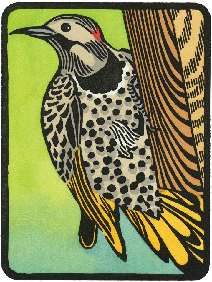 Northern Flicker illustration by Chandler O'Leary