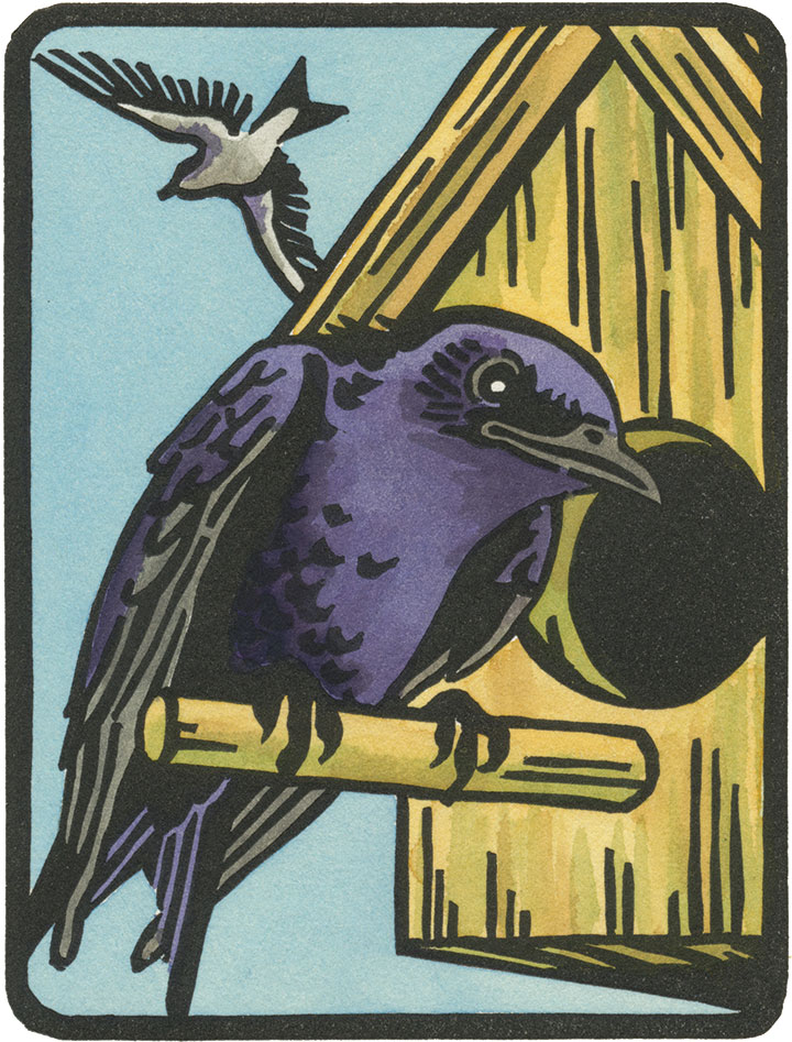 Purple Martin illustration by Chandler O'Leary