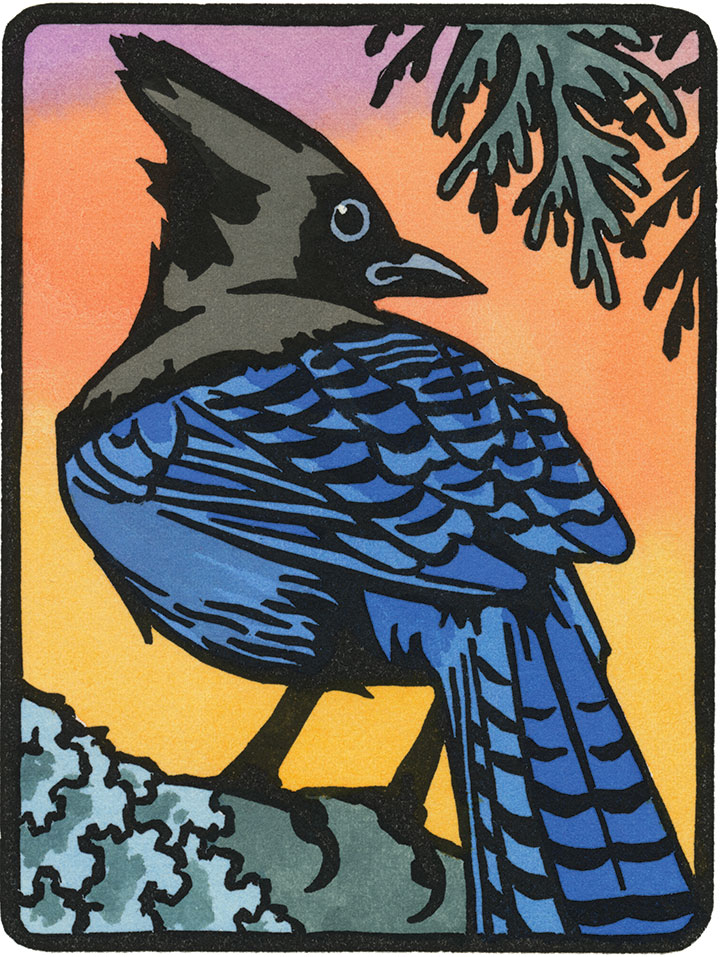 Steller's Jay illustration by Chandler O'Leary