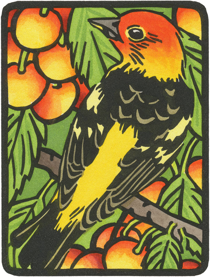Western Tanager illustration by Chandler O'Leary