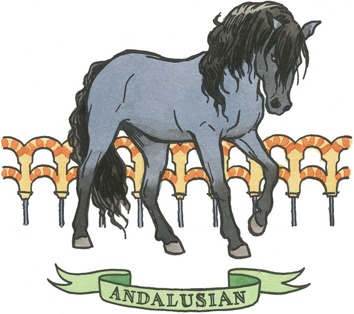 Andalusian horse illustration by Chandler O'Leary