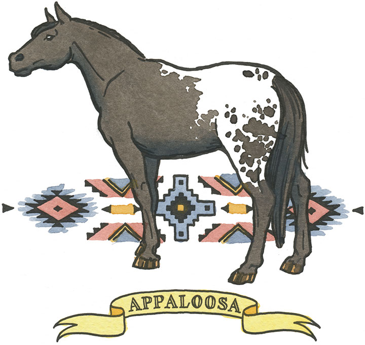 Appaloosa horse illustration by Chandler O'Leary