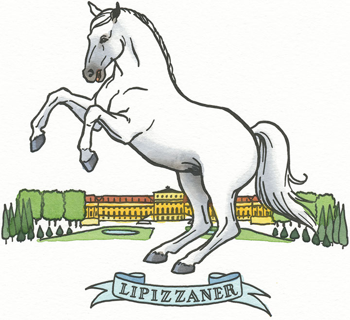 Lipizzaner horse illustration by Chandler O'Leary