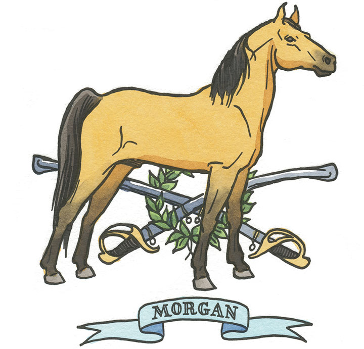 Morgan horse illustration by Chandler O'Leary