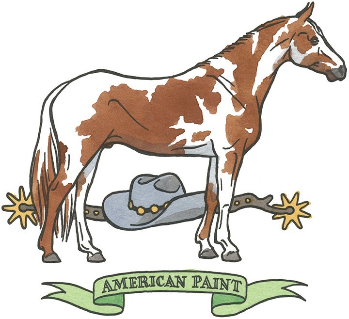 American Paint horse illustration by Chandler O'Leary