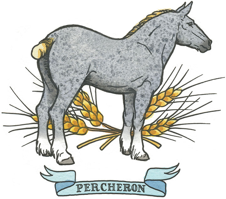 Percheron horse illustration by Chandler O'Leary