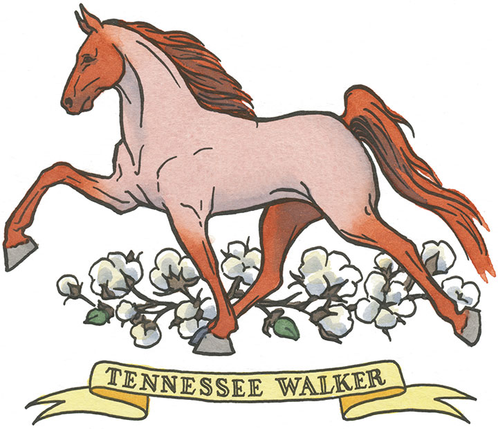 Tennessee Walking Horse illustration by Chandler O'Leary