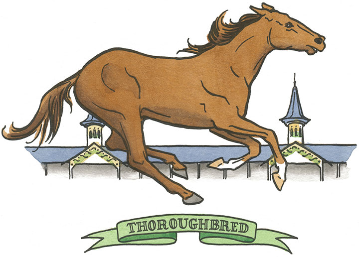 Thoroughbred horse illustration by Chandler O'Leary