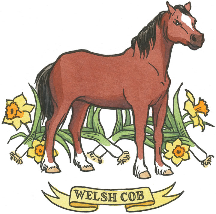 Welsh Cob horse illustration by Chandler O'Leary