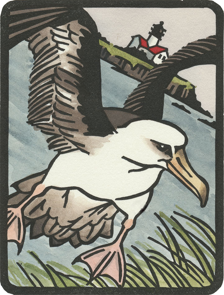 Laysan albatross illustration by Chandler O'Leary