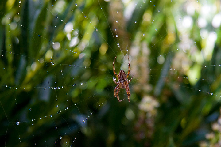 Orb weaver photo by Chandler O'Leary
